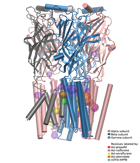 GABAAR anesthetic binding sites